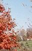 Acer triflorum, fall color
