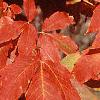 Acer triflorum, fall color
