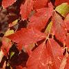 Acer triflorum, fall color