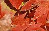 Acer triflorum, fall color