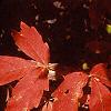 Acer triflorum, fall color