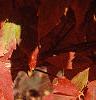 Acer triflorum, fall color