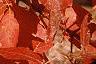 Acer triflorum, fall color