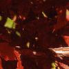 Acer triflorum, fall color