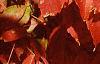 Acer triflorum, fall color
