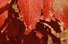 Acer triflorum, fall color