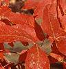 Acer triflorum, fall color