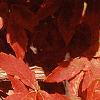 Acer triflorum, fall color