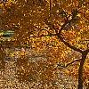 Acer triflorum, fall color
