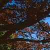 Acer triflorum, fall color