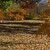 Acer triflorum, fall color