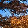 Acer triflorum, fall color
