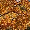 Acer triflorum, fall color