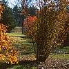 Acer triflorum, fall color