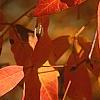 Acer triflorum, fall color