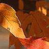 Acer triflorum, fall color