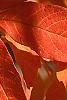 Acer triflorum, fall color