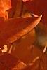 Acer triflorum, fall color