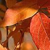 Acer triflorum, fall color