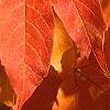 Acer triflorum, fall color
