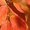 Acer triflorum, fall color