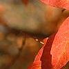 Acer triflorum, fall color