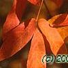 Acer triflorum, fall color