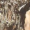 Acer triflorum, bark
