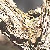 Acer triflorum, bark