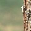 Acer triflorum, bark