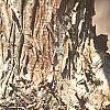 Acer triflorum, bark