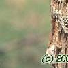 Acer triflorum, bark