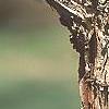 Acer triflorum, bark