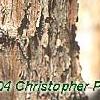 Acer triflorum, bark