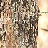 Acer triflorum, bark