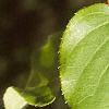 Actinidia arguta, leaves