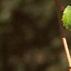 Actinidia arguta, leaves