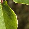 Actinidia arguta, leaves