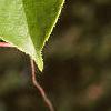 Actinidia arguta, leaves