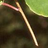 Actinidia arguta, leaves