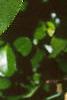 Actinidia arguta, leaves