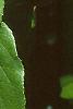 Actinidia arguta, leaves