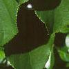 Actinidia arguta, leaves