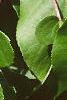 Actinidia arguta, leaves