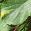 Actinidia arguta, leaves