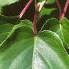 Actinidia arguta, leaves