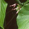 Actinidia arguta, leaves