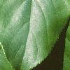 Actinidia arguta, leaves