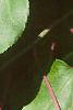 Actinidia arguta, leaves
