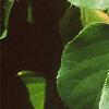 Actinidia arguta, leaves
